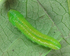 Tenthredo atra