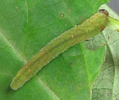 Tenthredo atra