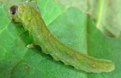 Tenthredo atra