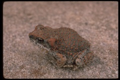 Red-Spotted Toad photo 3