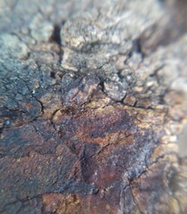 Lepinotus