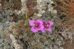 Clarkia amoena