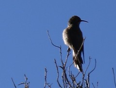 Oreotrochilus estella