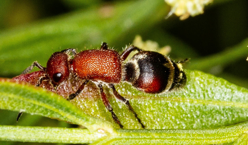 Timulla ferrugata