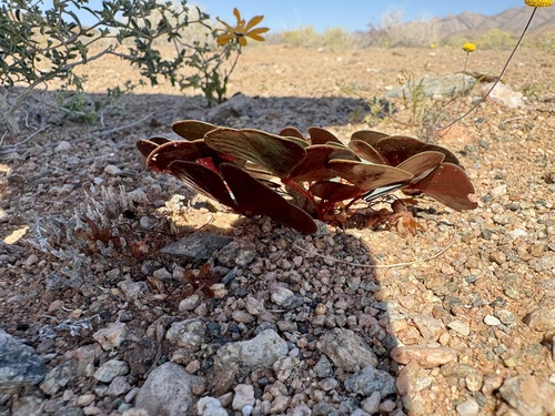 Desert Sand Sorrel (Oxalis psammophila)
