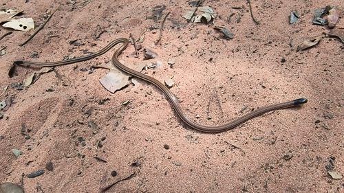 Koslowsky’s Blackhead, Apostolepis intermedia