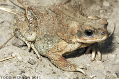 Red-Spotted Toad photo 4