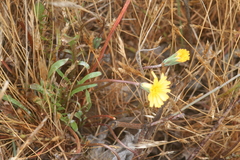 Microseris bigelovii