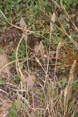 Poa unilateralis