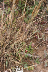 Poa unilateralis