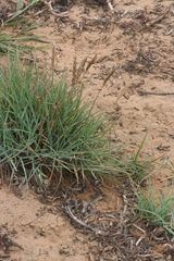 Poa unilateralis