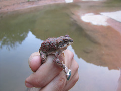 Red-Spotted Toad photo 1