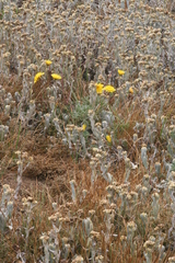 Agoseris apargioides