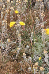 Agoseris apargioides