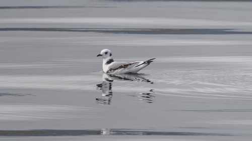 Gaviota tridáctila (Rissa tridactyla)