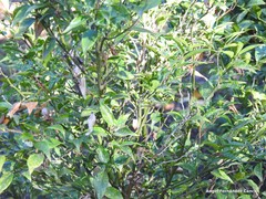 Sarcococca ruscifolia