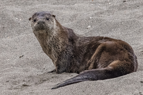 North American River Otter photographed in Oregon