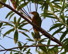 Oriolus flavocinctus