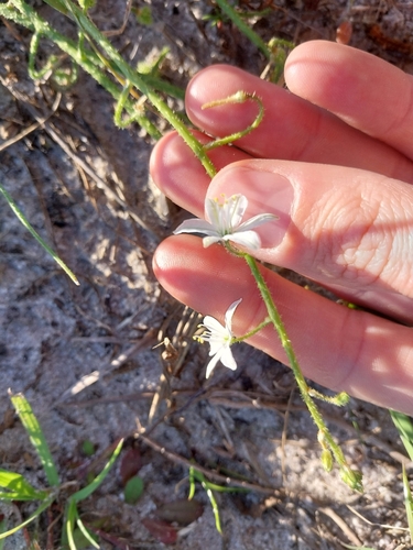 Trachyandra scabra