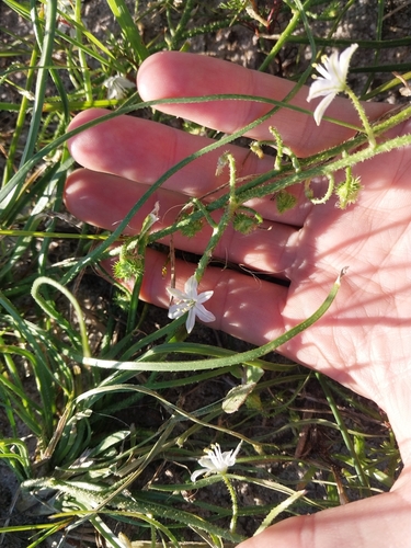 Trachyandra scabra