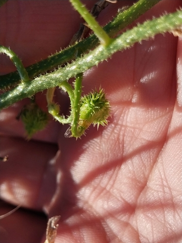 Trachyandra scabra