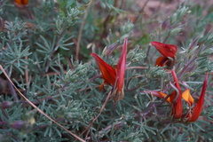 Lotus pyranthus, photograph (c) Diego Rodríguez Hernández, some rights reserved (CC BY)