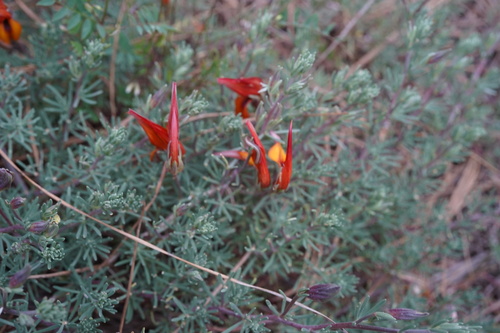 Lotus pyranthus, photograph 5