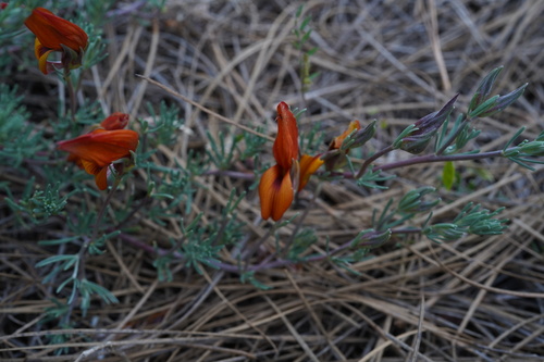 Lotus pyranthus, photograph 4