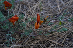 Lotus pyranthus, photograph (c) Diego Rodríguez Hernández, some rights reserved (CC BY)