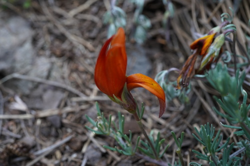 La Palma Lotus Vine (Lotus pyranthus)