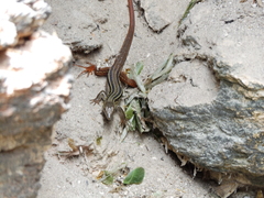 Aspidoscelis angusticeps