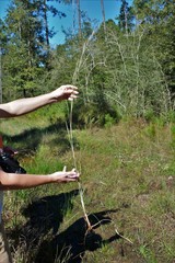 Andropogon virginicus