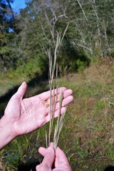 Andropogon virginicus