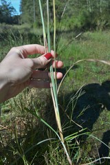 Andropogon virginicus