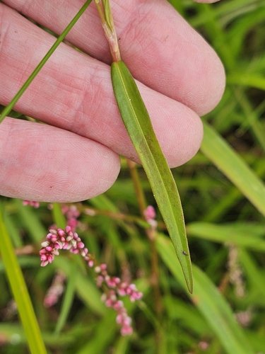 Small water-pepper (Persicaria minor)
