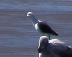 Recurvirostra andina