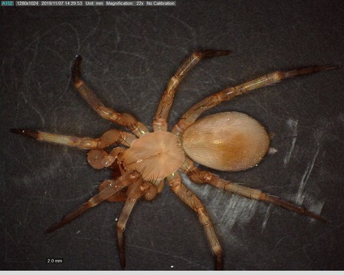 Cicurina varians