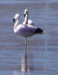 Phoenicoparrus andinus