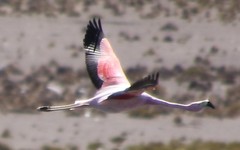 Phoenicoparrus andinus