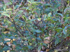 Sarcococca hookeriana digyna