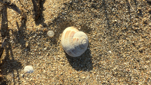 Eobania vermiculata