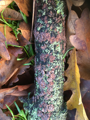 Radulomyces confluens