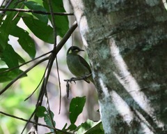 Meliphaga notata