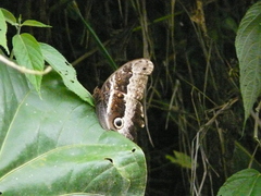 Caligo oberthurii