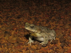 Rhinella major
