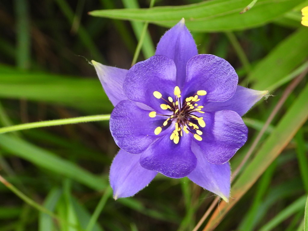 Aquilegia confusa