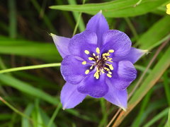 Aquilegia confusa