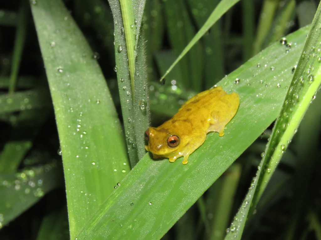Yellow-toed Treefrog