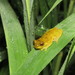 Plain-colored Tree Frog - Photo (c) Vincent A. Vos, some rights reserved (CC BY), uploaded by Vincent A. Vos