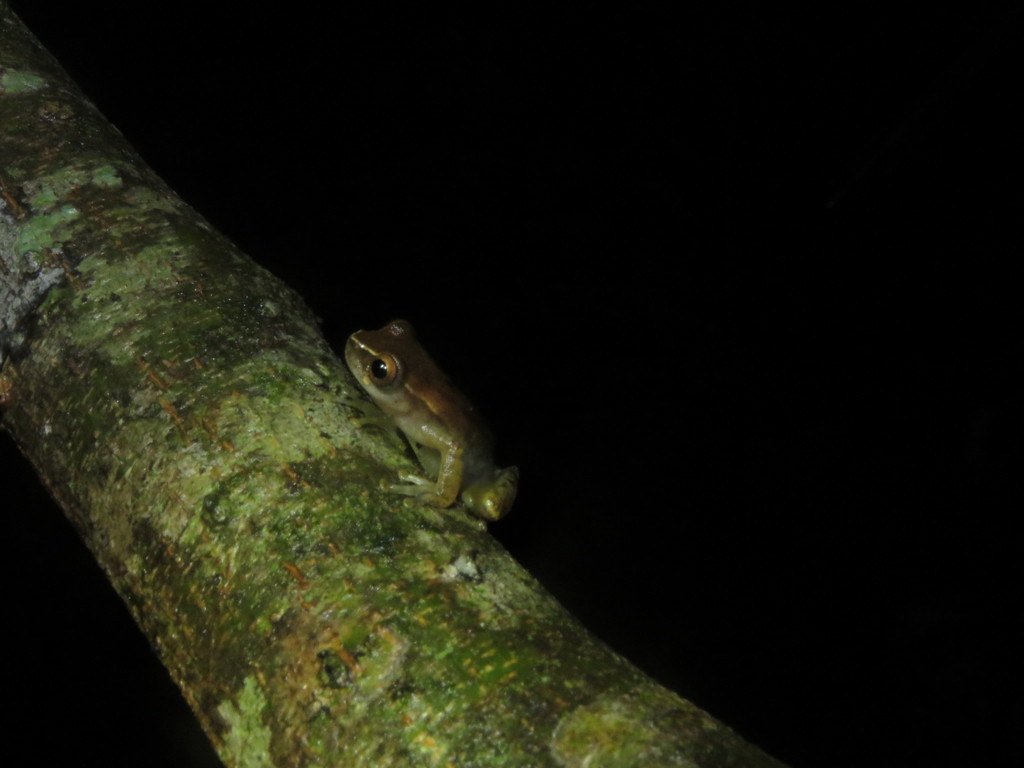 Schubart's Rondonia Treefrog